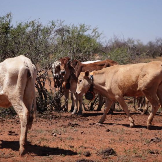 Cattle grazing on rehabilitated pasture