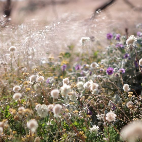 Wildflowers returning to country