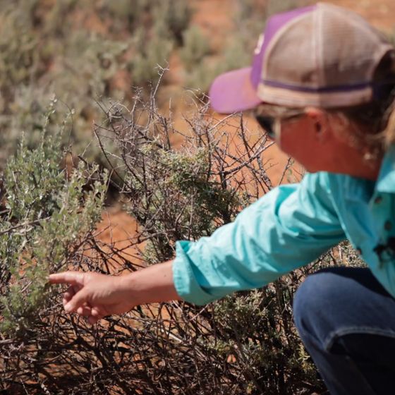 Land manager inspecting native regrowth